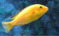 Labidochromis Caeruleus Yellow Mbowe